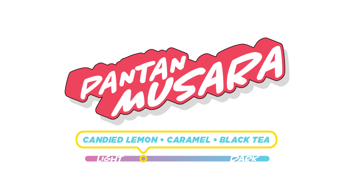 Sumatra Pantan Musara— Candied Lemon, Caramel, Black Tea
